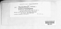 Puccinia hieracii image